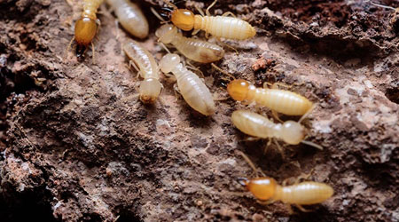 Awesome Image
